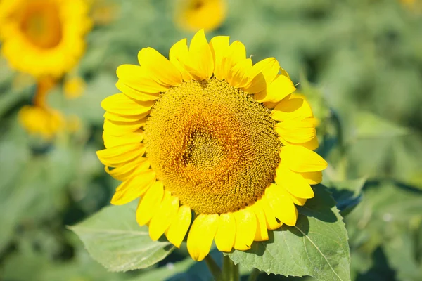 Campo de girasoles hermoso — Foto de Stock