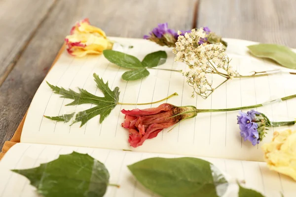 Opdrogen planten op notebook op houten achtergrond — Stockfoto