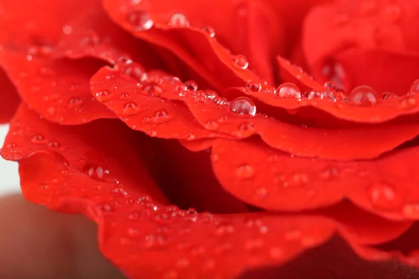 バラの花びらの水滴はクローズ アップ — ストック写真