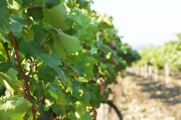 Grape plantation in summer — Stock Photo, Image