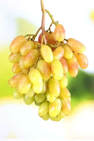 Ramo de uva madura sobre fondo natural — Foto de Stock