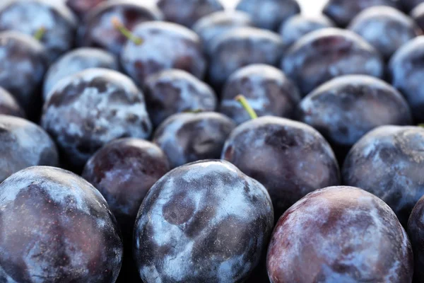 Prunes sucrées mûres, gros plan — Photo