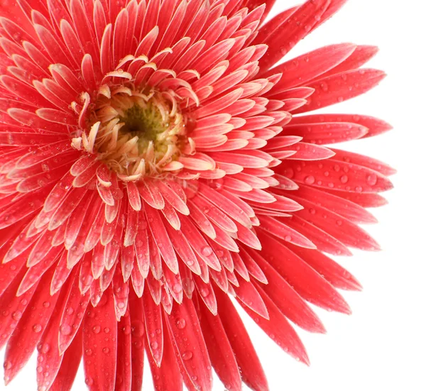 Bela gerbera com gotas isoladas em branco — Fotografia de Stock