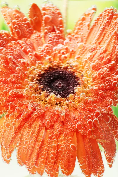 Bela flor em água cintilante, close-up — Fotografia de Stock