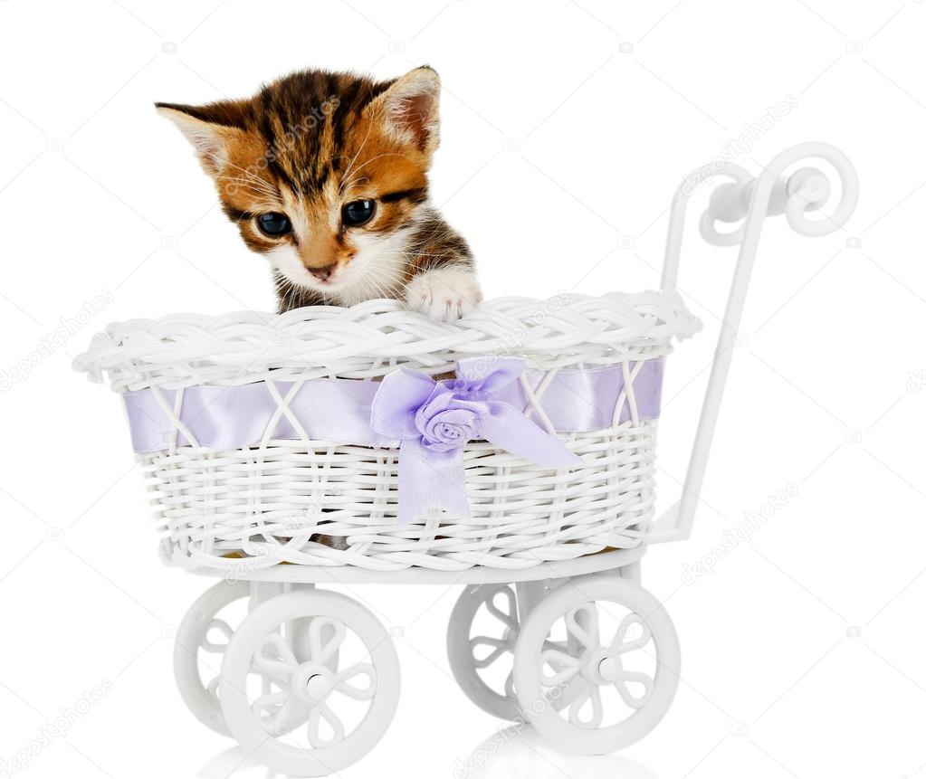 Cute little kitten in stroller isolated on white