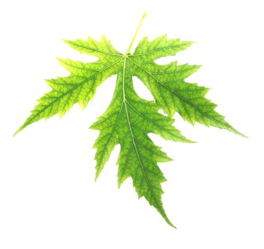 izole beyaz zemin üzerine yeşil yaprak