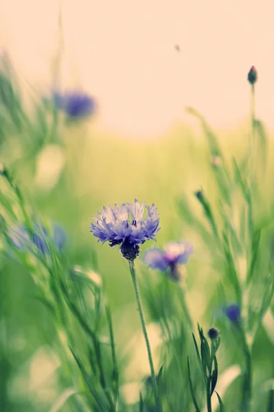 Schöne Kornblumen, im Freien — Stockfoto