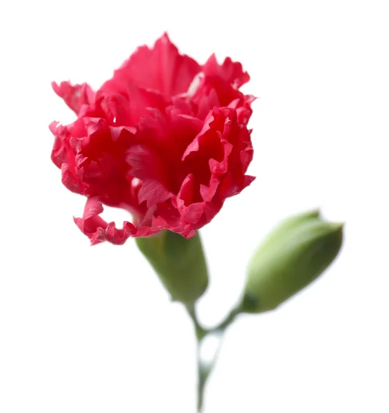 Bellissimo fiore selvatico su sfondo chiaro — Foto Stock