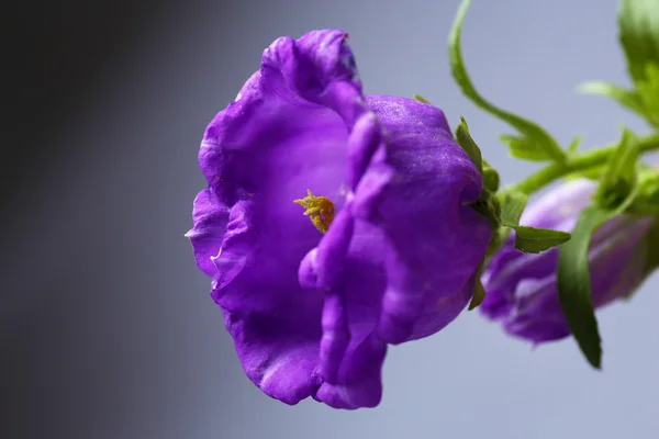 Gri arka plan üzerinde güzel kır çiçekleri — Stok fotoğraf