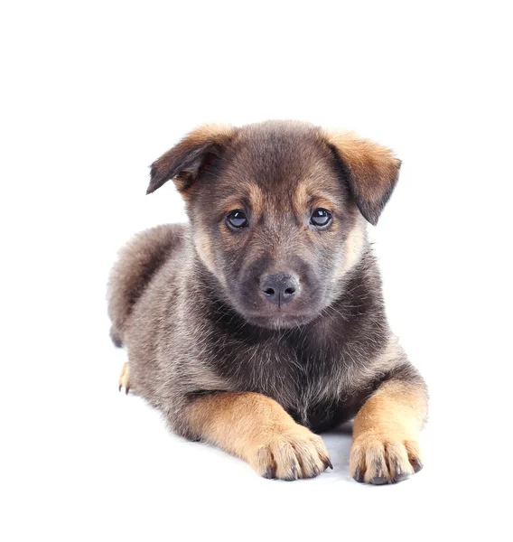 Cachorrinho engraçado — Fotografia de Stock