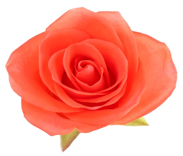 Beautiful rose flower, isolated on white — Stock Photo, Image