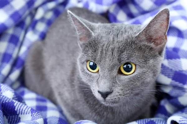 Kot na koc fioletowy zbliżenie — Zdjęcie stockowe