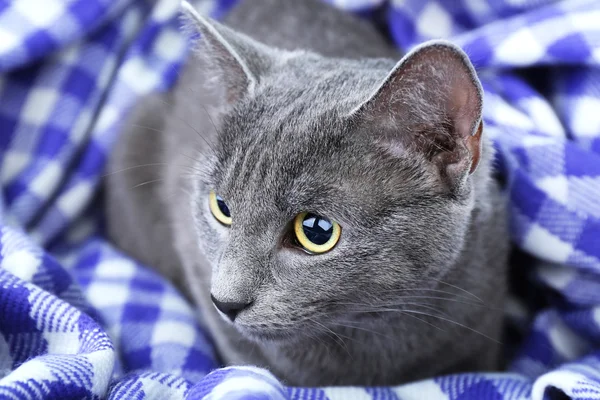 Chat sur couverture violette gros plan — Photo