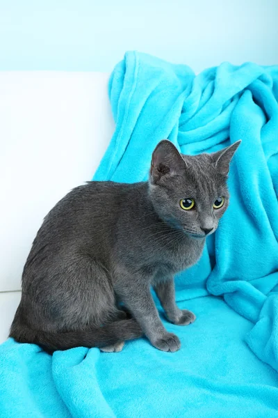 Kedi üzerinde mavi bir battaniye açık renkli var — Stok fotoğraf