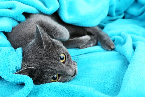 Katze auf blauem Stoff Hintergrund Nahaufnahme — Stockfoto