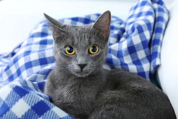 Kočka na fialovou deku na světlé pozadí — Stock fotografie