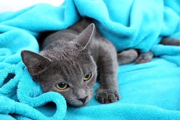 Gato sobre fondo de tela azul primer plano — Foto de Stock