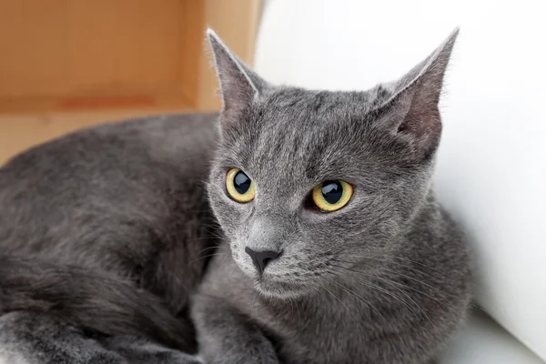 Gato sobre fondo de habitación — Foto de Stock