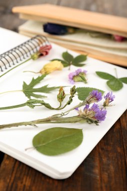 bitkiler ahşap zemin üzerinde dizüstü Kapa çeneni