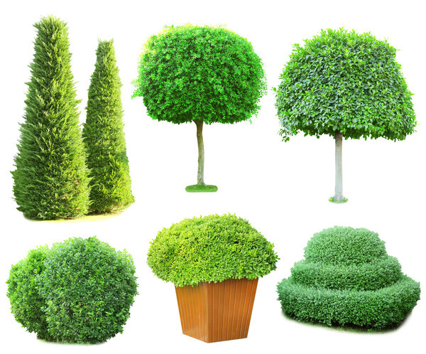 Collage green trees and bushes isolated on white