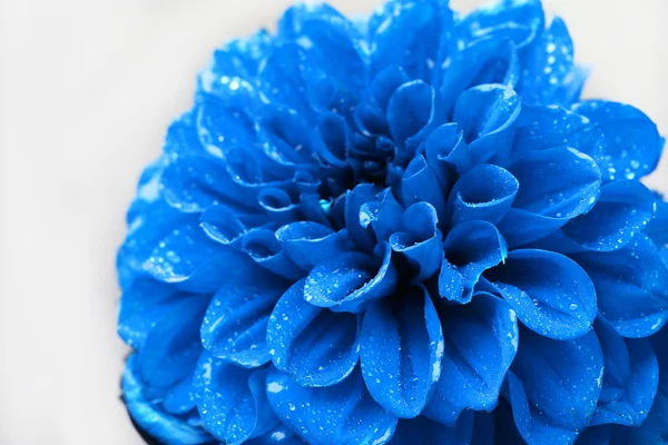 Beautiful blue flower close-up — Stock Photo, Image