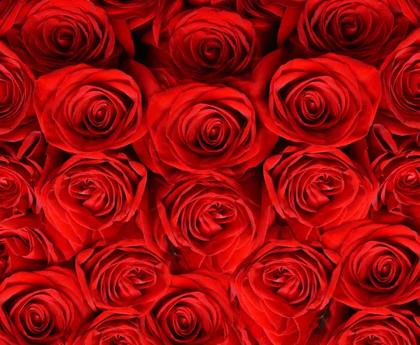 Belle rose rosse primo piano — Foto Stock