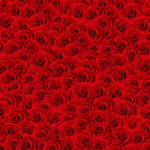 Belle rose rosse primo piano — Foto Stock