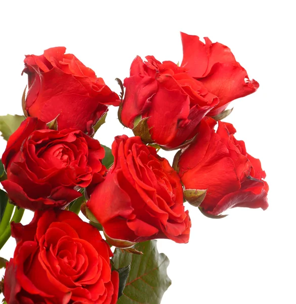 Букет красивых роз, изолированных на белом — стоковое фото