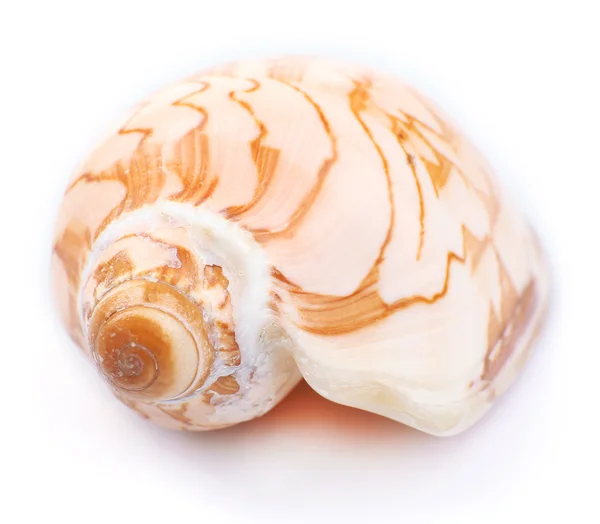 Seashell aislado en blanco — Foto de Stock