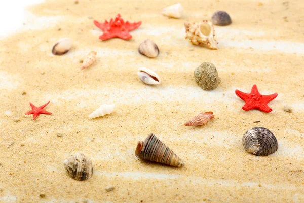 Muscheln auf Sand, Nahaufnahme — Stockfoto