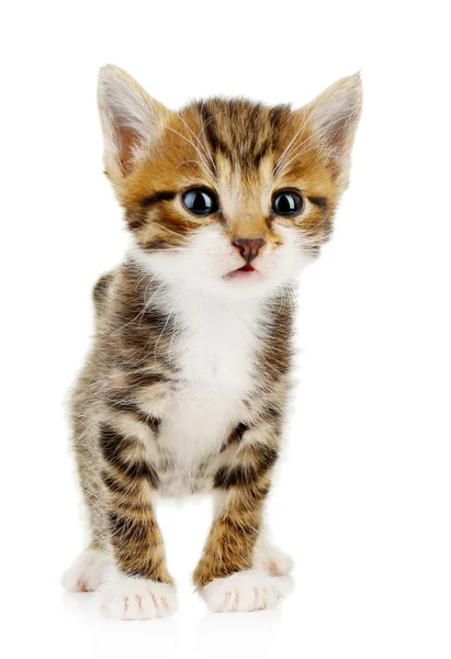 Cute little kitten — Stock Photo, Image