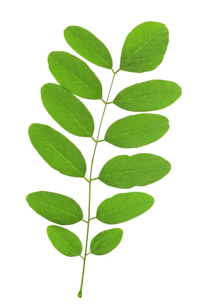 Hoja verde aislada sobre blanco — Foto de Stock