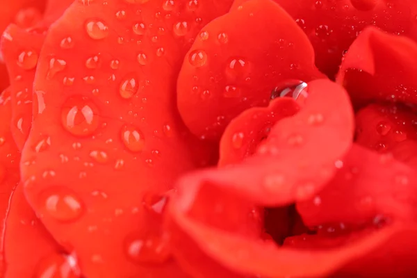 Gotas de agua sobre pétalos de rosa, primer plano — Foto de Stock