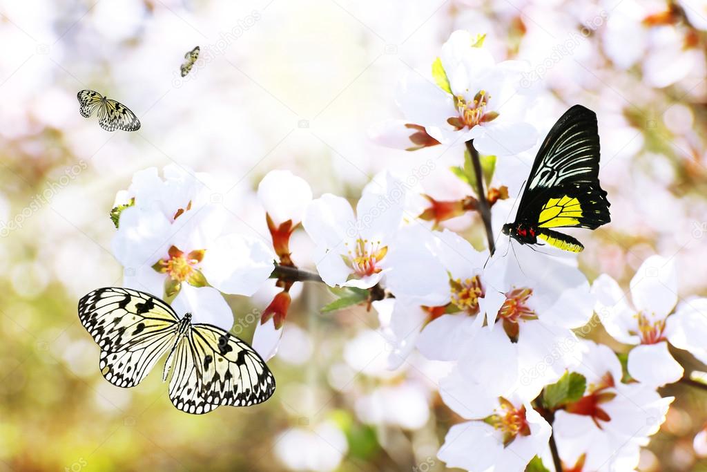 Blooming spring twigs and butterflies