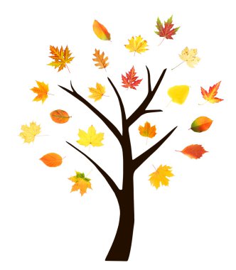 sonbahar ağaç üzerinde beyaz izole