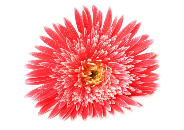 Bella gerbera con gocce isolate su bianco — Foto Stock