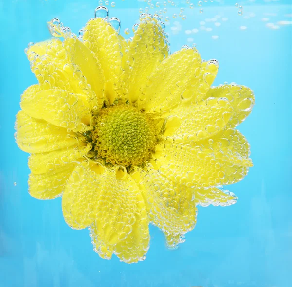 Beautiful flower in sparkling water Stock Photo by ©belchonock 53236939