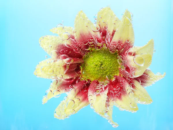 Flor em água espumante — Fotografia de Stock