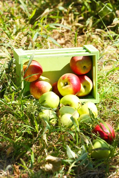 Ζουμερά μήλα σε ξύλινο κουτί στο γρασίδι, σε εξωτερικούς χώρους — Φωτογραφία Αρχείου