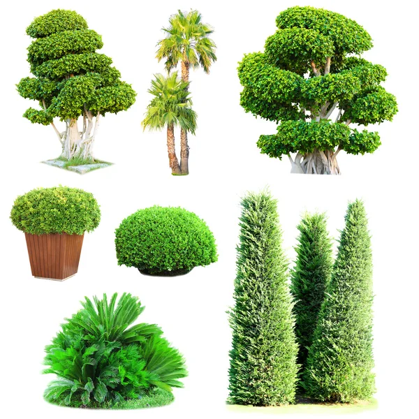 Collage of green trees and bushes isolated on white — Stock Photo, Image