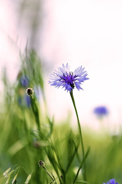 Beautiful cornflowers, outdoors — Stock Photo, Image