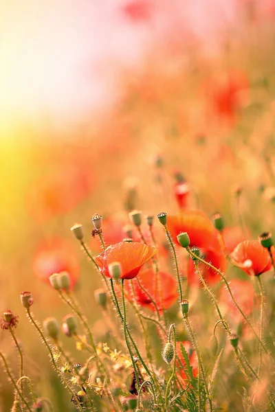 Poppy bloemen, buitenshuis — Stockfoto