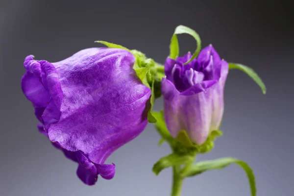 Vackra vilda blommor på grå bakgrund — Stockfoto