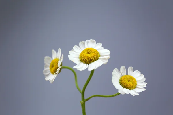 Vackra vilda blommor på grå bakgrund — Stockfoto