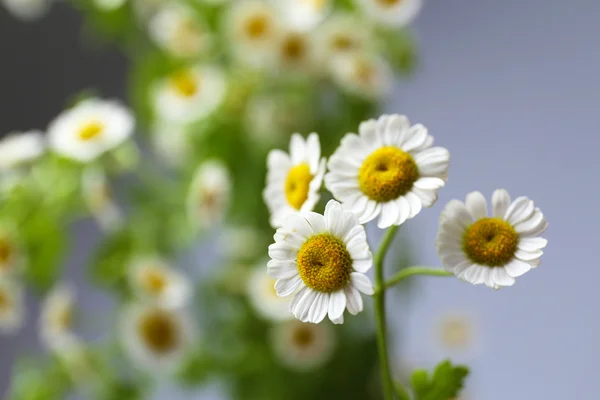 Lindas flores silvestres em fundo cinza — Fotografia de Stock