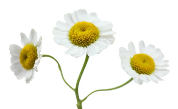 Bellissimi fiori selvatici su sfondo chiaro — Foto Stock