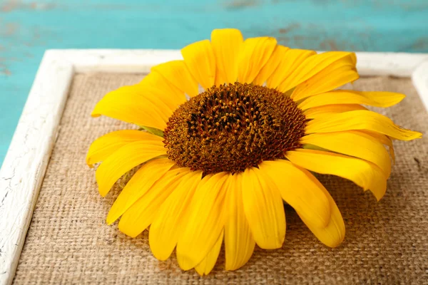 Beautiful sunflower on frame on wooden background — Stock Photo, Image
