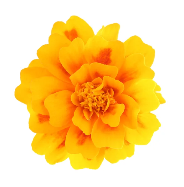マリーゴールドの花 — ストック写真