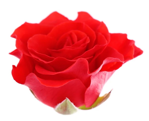 Piękny kwiat róży — Zdjęcie stockowe