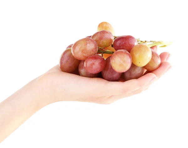 Pink grape in hand — Stock Photo, Image